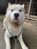 Photo №2 to announcement № 17051 for the sale of siberian husky - buy in Russian Federation from the shelter
