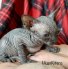 Photo №1. sphynx-katze - for sale in the city of Minsk | 860$ | Announcement № 24269