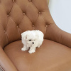 Photo №1. maltese dog - for sale in the city of Marseilles | 371$ | Announcement № 107565