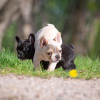 Additional photos: french bulldog