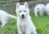 Photo №1. siberian husky - for sale in the city of Ниш | negotiated | Announcement № 119948