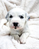 Photo №2 to announcement № 38268 for the sale of dalmatian dog - buy in Austria private announcement