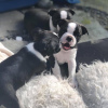 Photo №1. boston terrier - for sale in the city of Regensburg | 412$ | Announcement № 83107