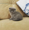 Photo №1. scottish fold - for sale in the city of Floral Park | 300$ | Announcement № 96237