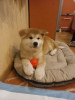 Photo №2 to announcement № 38687 for the sale of akita - buy in Ukraine private announcement, from nursery