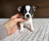 Photo №1. chihuahua - for sale in the city of Berlin | 280$ | Announcement № 90315