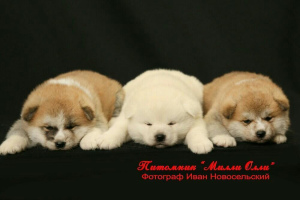Photo №1. akita - for sale in the city of Москва | 953$ | Announcement № 2289