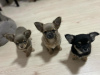 Photo №4. I will sell chihuahua in the city of Стамбул. private announcement - price - 845$