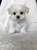 Photo №2 to announcement № 97619 for the sale of maltese dog - buy in United States private announcement, breeder