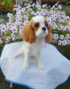 Photo №1. cavalier king charles spaniel - for sale in the city of Omsk | 1562$ | Announcement № 64614