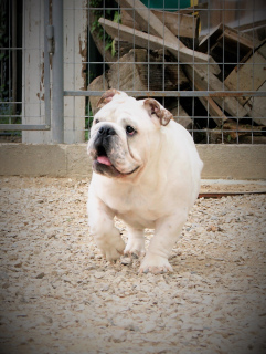 Photo №4. I will sell english bulldog in the city of Krasnodar. from nursery - price - negotiated