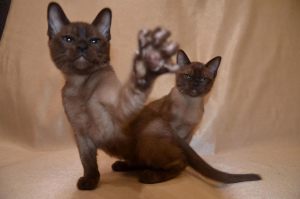 Photo №2 to announcement № 2087 for the sale of burmese cat - buy in Russian Federation private announcement, from nursery, breeder