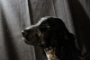 Photo №4. I will sell english cocker spaniel in the city of Minsk. breeder - price - negotiated