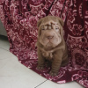 Photo №2 to announcement № 57263 for the sale of shar pei - buy in Israel private announcement