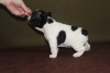 Photo №4. I will sell french bulldog in the city of Москва. from nursery - price - negotiated