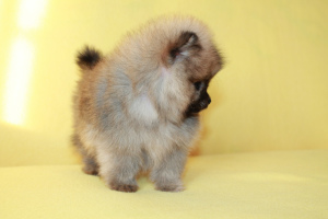 Photo №4. I will sell pomeranian in the city of Donetsk. from nursery, breeder - price - 816$