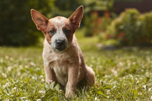 Photo №1. australian cattle dog - for sale in the city of Москва | 1132$ | Announcement № 2921