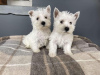 Photo №1. west highland white terrier - for sale in the city of Vantaa | 317$ | Announcement № 96958