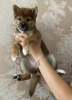 Additional photos: Shiba Inu puppies.