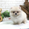 Photo №1. pomeranian - for sale in the city of Mississippi City | negotiated | Announcement № 13526