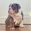 Photo №1. english bulldog - for sale in the city of Vienna | negotiated | Announcement № 112246