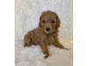 Photo №1. poodle (toy) - for sale in the city of Würzburg | 425$ | Announcement № 99130