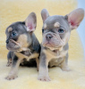 Photo №1. french bulldog - for sale in the city of Gelendzhik | 606$ | Announcement № 10730