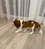 Photo №1. cavalier king charles spaniel - for sale in the city of Vilnius | 1374$ | Announcement № 84262