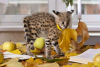 Photo №4. I will sell savannah cat in the city of Dymer.  - price - 832$