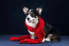Photo №2 to announcement № 70079 for the sale of welsh corgi - buy in Russian Federation breeder