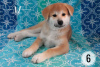 Additional photos: Akita inu puppies. Japanese akita