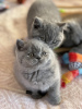 Photo №1. british shorthair - for sale in the city of Штутгарт | 300$ | Announcement № 89441