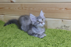 Photo №4. I will sell maine coon in the city of Minsk. from nursery - price - 330$