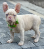 Additional photos: Pink french bulldog puppies