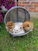 Additional photos: Pomeranian, beautiful puppies