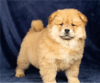Photo №1. chow chow - for sale in the city of Arizona | 650$ | Announcement № 50497