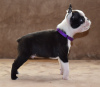 Photo №1. boston terrier - for sale in the city of Belgrade | negotiated | Announcement № 53419