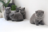 Photo №2 to announcement № 121810 for the sale of british shorthair - buy in Portugal 