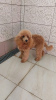 Photo №1. poodle (toy) - for sale in the city of Zrenjanin | 1057$ | Announcement № 125502