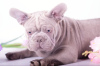 Photo №3. french bulldog puppies. United States