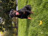 Additional photos: Kennel Club Registered beautiful Rottweiler Puppies