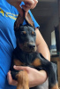 Additional photos: Doberman puppies female