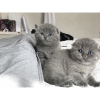 Photo №1. scottish fold - for sale in the city of Sheffield Bottom | Is free | Announcement № 103690