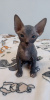 Photo №1. donskoy cat - for sale in the city of Krasnoyarsk | 182$ | Announcement № 100837