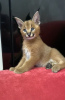 Photo №2 to announcement № 98351 for the sale of caracal - buy in Serbia 