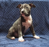 Photo №2 to announcement № 33347 for the sale of american staffordshire terrier - buy in Ukraine private announcement, from nursery, breeder