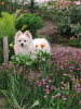 Photo №1. Mating service - breed: german spitz. Price - negotiated