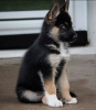 Photo №2 to announcement № 123899 for the sale of german shepherd - buy in Germany private announcement, from nursery, from the shelter, breeder