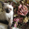 Photo №1. siamese cat - for sale in the city of Nuremberg | Is free | Announcement № 107827