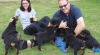 Photo №2 to announcement № 65570 for the sale of rottweiler - buy in Germany breeder